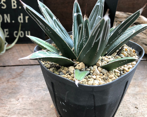 744f2279e6aa20d83e590f89dc685a