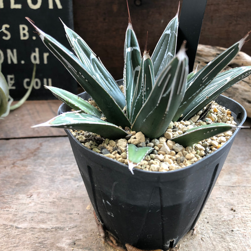 アガベ　ビクトリアレジーナ　送料無料 アガベ ビクトリアレジーナ 送料無料 【期間限定P5倍＆MAX10％OFF