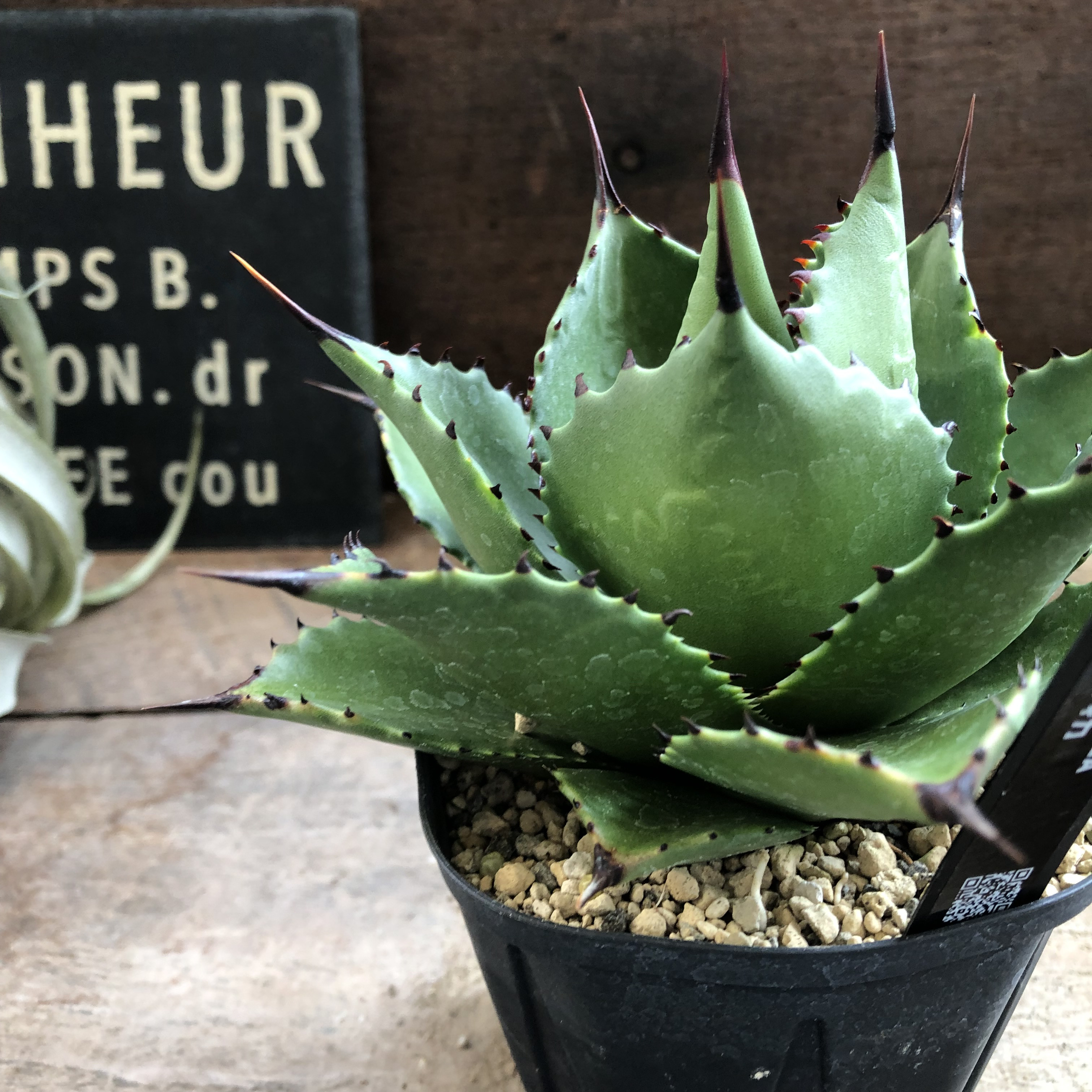 アガベ♡マグニフィカ♡サロモニー♡多肉植物♡ アートフラワー パリ  