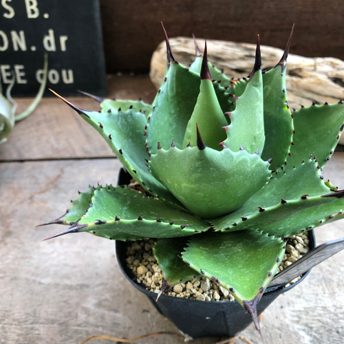アガベ♡マグニフィカ♡サロモニー♡多肉植物♡ アートフラワー パリ