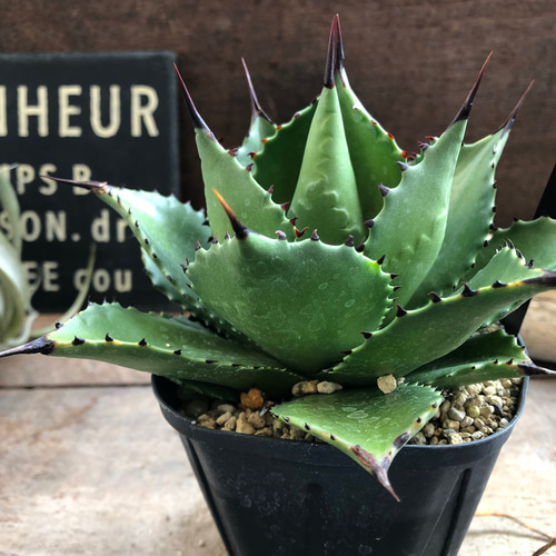 アガベ♡マグニフィカ♡サロモニー♡多肉植物♡ アートフラワー パリ