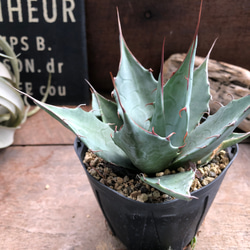 趣*肉様 アガベ パラサナ実生 多肉植物 ⭐️超お得品⭐️在庫処分セーはル‼️超 多肉植物 アガベ パラサナ 実生苗6ポット ゆうパック発送｜Yahoo