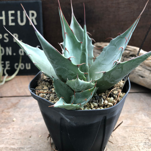 アガベ♡パラサナ♡キャベツヘッドアガベ♡多肉植物♡インテリア