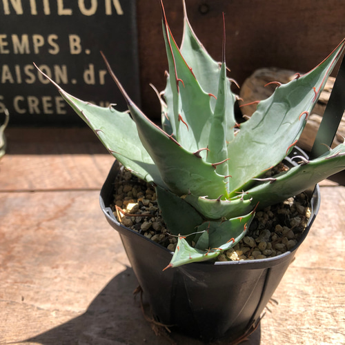 アガベ♡パラサナ♡キャベツヘッドアガベ♡多肉植物♡インテリア