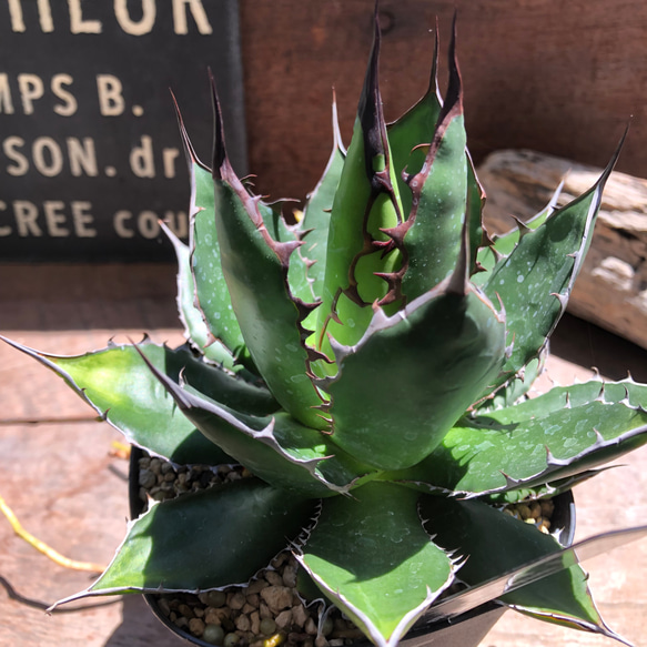 中型 アガベ ホリダ アガベ・ホリダの基本情報・育て方｜多肉植物・サボテン図鑑｜みんなの