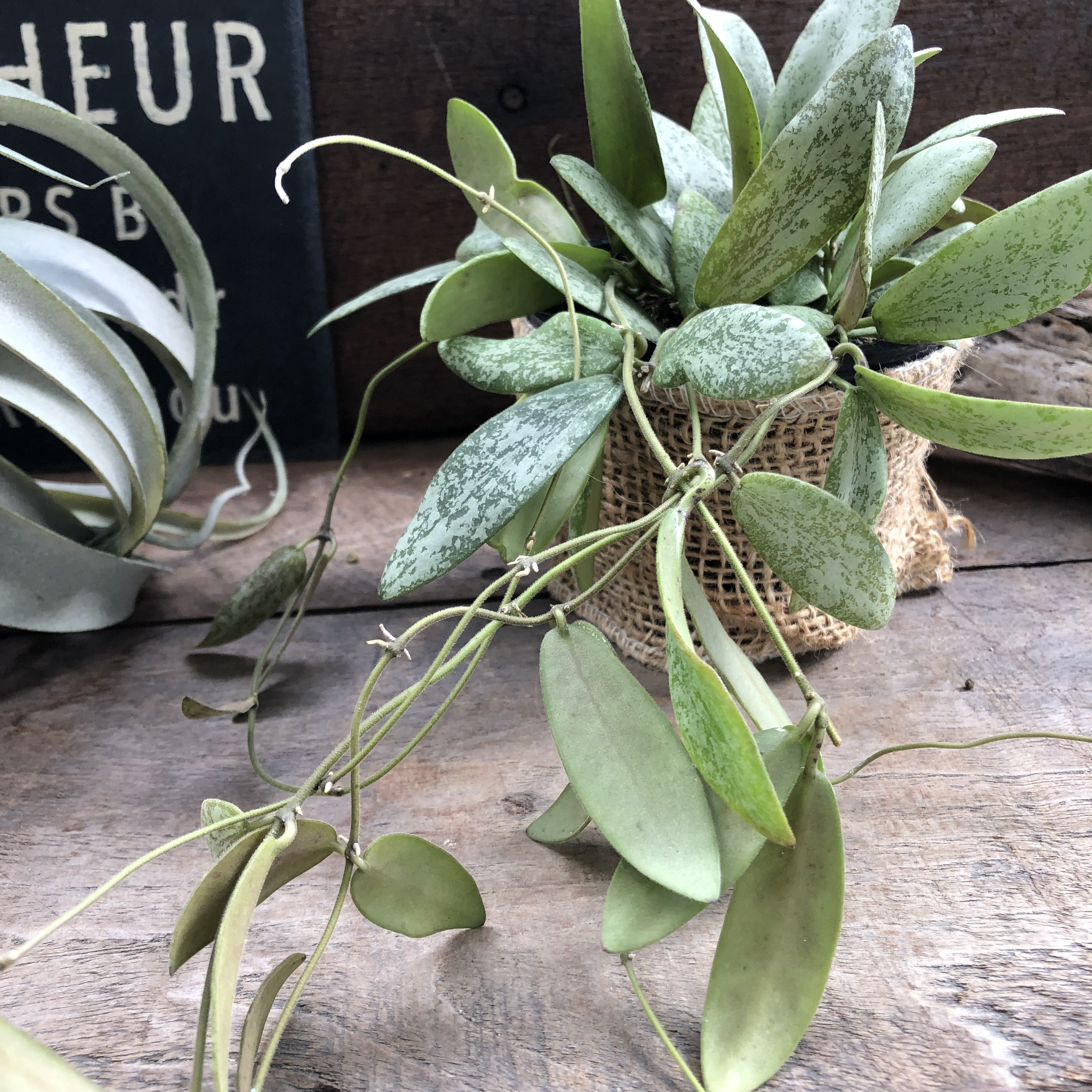 専用 ＊ ホヤ ＊ Hoya ＊ ラティシルバー ＊2株 専用 ＊ ホヤ ＊ Hoya ＊ ラティシルバー ＊2株