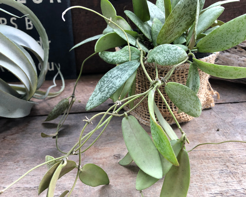 専用 ＊ ホヤ ＊ Hoya ＊ ラティシルバー ＊2株 シギラティスシルバー