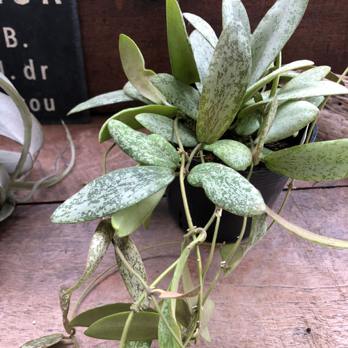 シギラティスシルバー♡ホヤ♡多肉植物♡インテリア アート