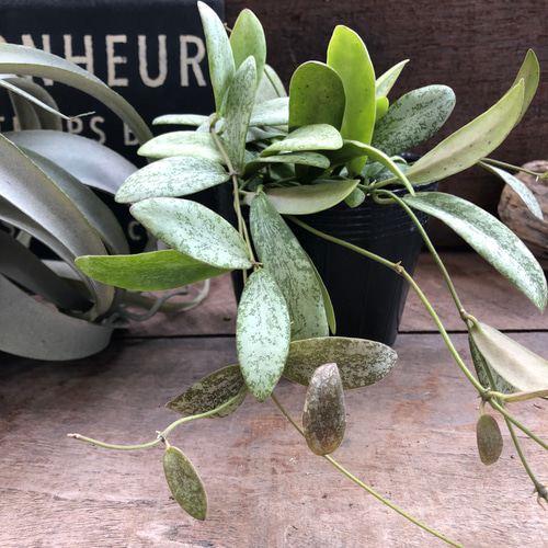ホヤ ラティフォリア シルバー ① 0227 ホヤ Hoya latifolia silver