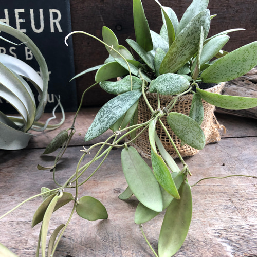 シギラティスシルバー♡ホヤ♡多肉植物♡インテリア アート