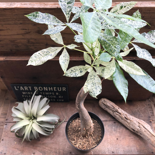 パキラ ♡斑入り葉 ♡ミルキーウェイ 曲がり朴タイプ 接ぎ木（6号