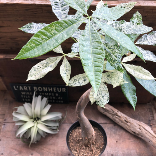 パキラ ♡斑入り葉 ♡ミルキーウェイ 曲がり朴タイプ 接ぎ木（6号