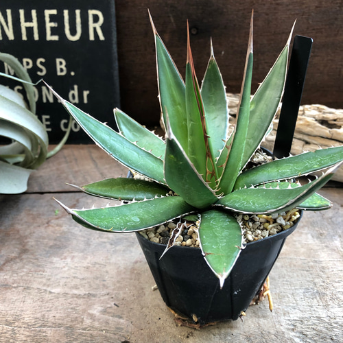 ガルシア アメンドーサ♡アガベ♡多肉植物♡インテリア アートフラワー