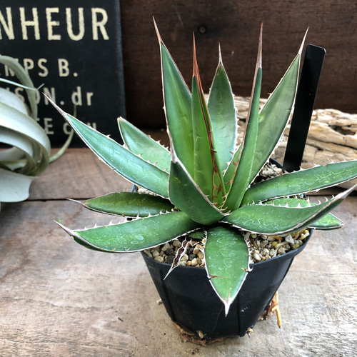 アガベ　ガルシアメンドーサ アガベ・ガルシアメンドーサ 5号ポット | | アガベ（リュウゼツラン