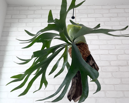 ビカクシダ コウモリラン 流木付け 観葉植物 ハンギンググリーン