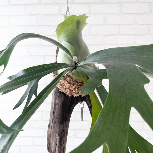 ビカクシダ コウモリラン 流木付け 観葉植物 ハンギンググリーン