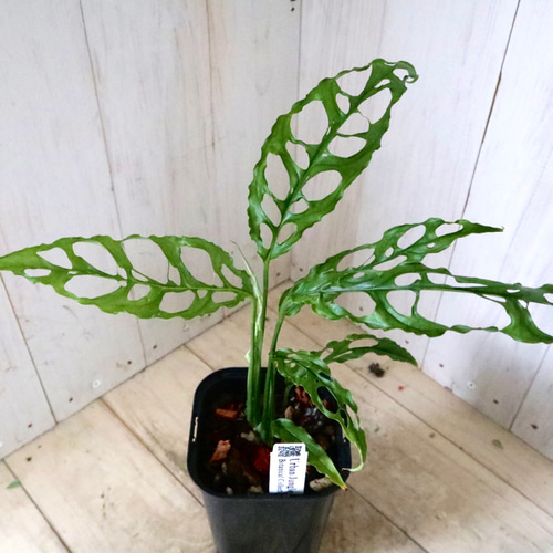 希少♡モンステラ♡オブリクア♡ペルー♡ アートフラワー nico flowers