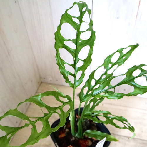 希少♡モンステラ♡オブリクア♡ペルー♡ アートフラワー nico flowers