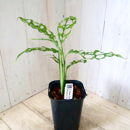 希少♡モンステラ♡オブリクア♡ペルー♡ アートフラワー nico flowers