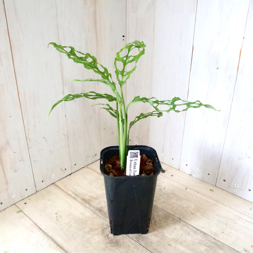 希少♡モンステラ♡オブリクア♡ペルー♡ アートフラワー nico flowers