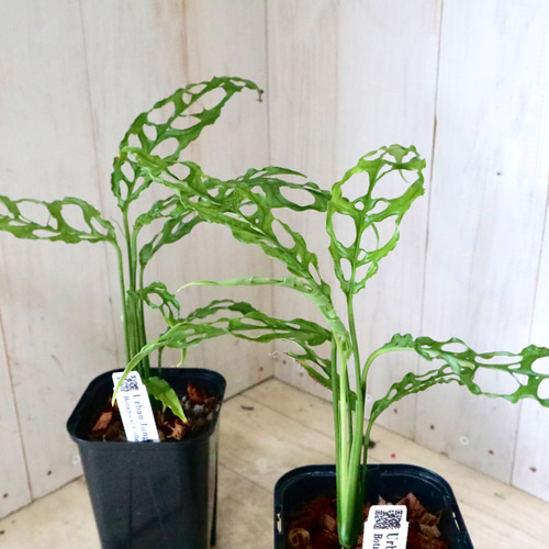 希少♡モンステラ♡オブリクア♡ペルー♡ アートフラワー nico flowers