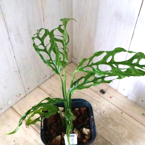 希少植物】 モンステラ オブリクア ムユナ トワ 希少植物】 モンステラ