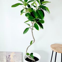 希少】601. フィカス トレソー 曲がり 観葉植物 室内 多肉植物 calm