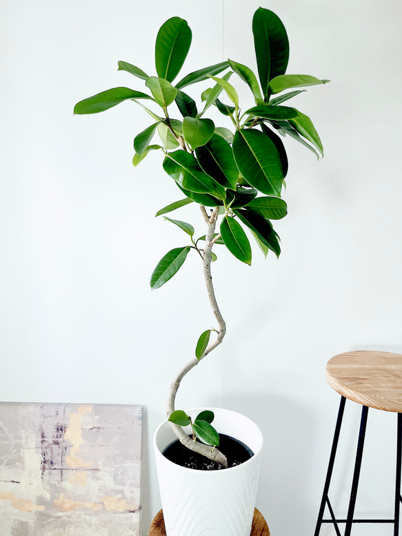 フィカス エベレスト ※頂芽未剪定 希少 インテリア 観葉植物 フィカス