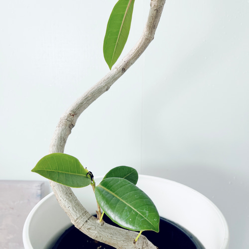 フィカス ロイ 曲がり 希少 観葉植物 大型 室内 calm cafe | Pay ID