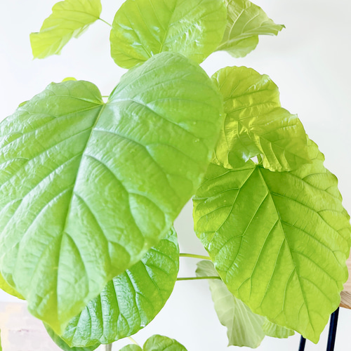 沖縄産】480. フィカス ウンベラータ 曲がり 観葉植物 大型 幹太 多肉