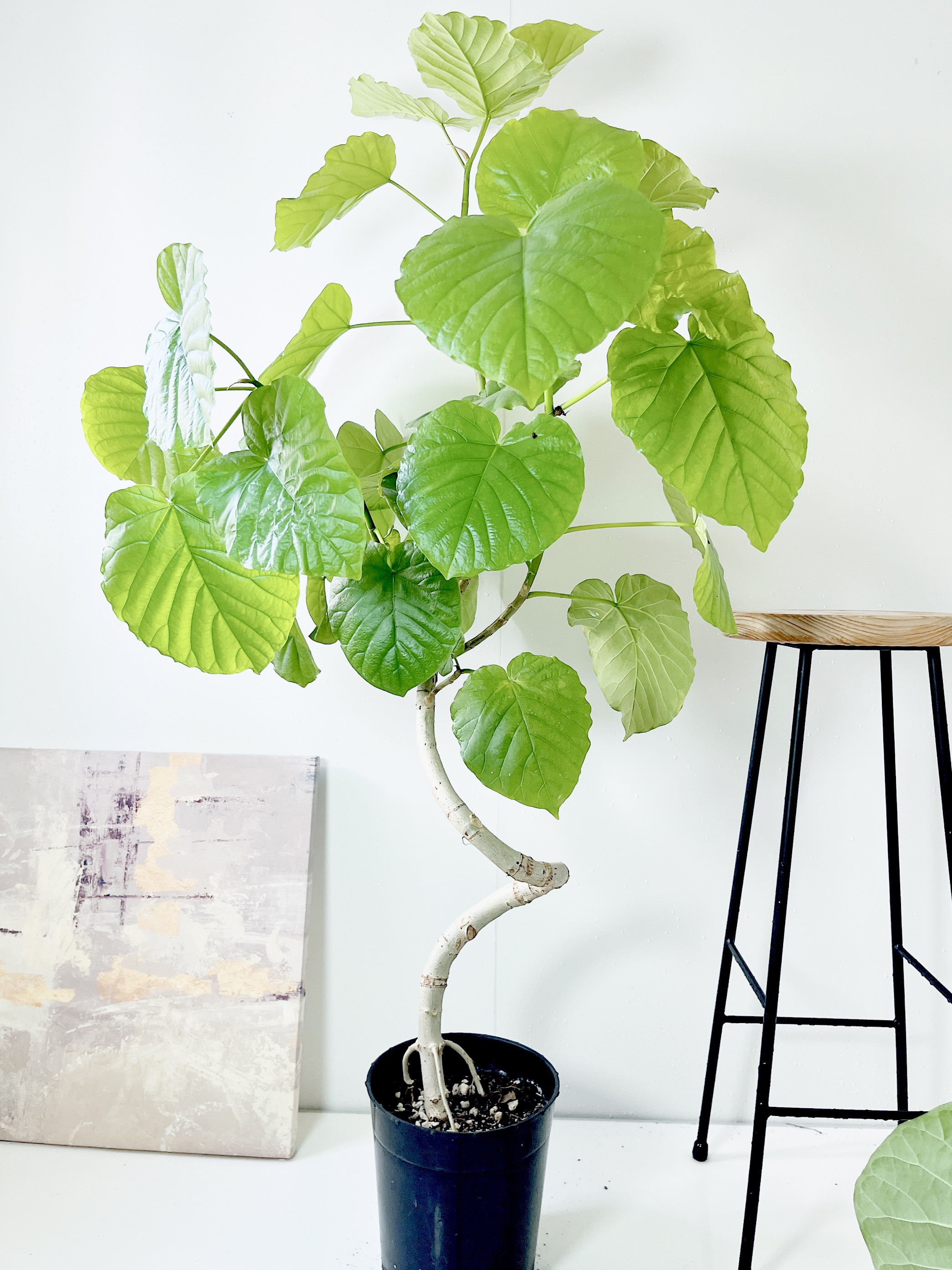 大型幹太フィカスウンベラータ曲がり陶器鉢植え込み発送