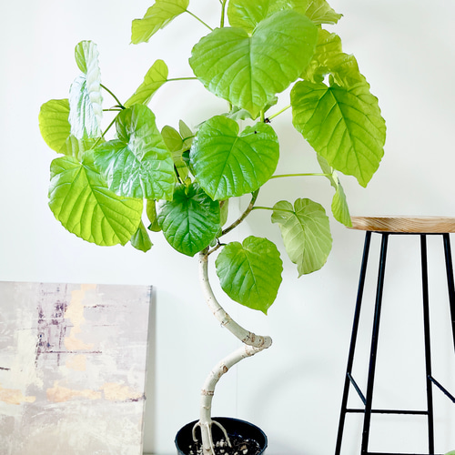 【特価】沖縄産 フィカス ウンベラータ 曲がり 幹太 観葉植物 大型 calm 上質な沖縄産 フィカス ウンベラータ 曲がり 幹太 大型 その他