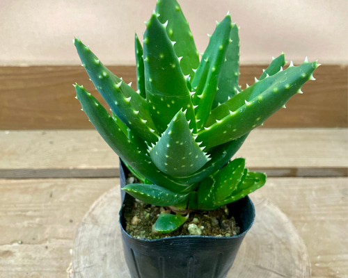 9bd1b2d1955b3c0ff443901fbd8cef