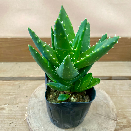 多肉植物 観葉植物 アロエ 不夜城 多肉植物 plant life 通販 18069529