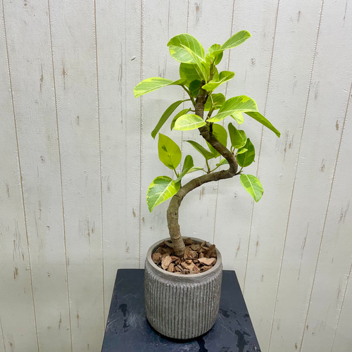 フィカス　アルテシマ　曲がり　17【現品】観葉植物　室内　大型 フィカス アルテシマ 曲がり 17【現品】観葉植物 室内 大型