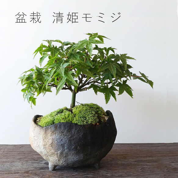 現在落葉中【清姫（きよひめ）モミジの盆栽（炭化焼締鉢）真山茜 