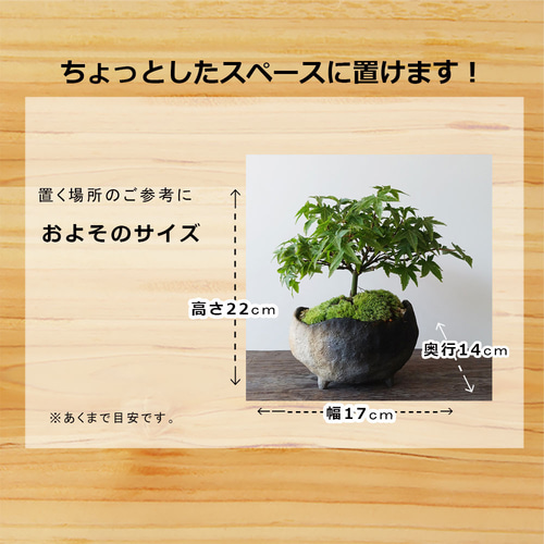キョヒメ（清姫）モミジ作り込み品盆栽 （モミジ(カエデ)：清姫（きよ 