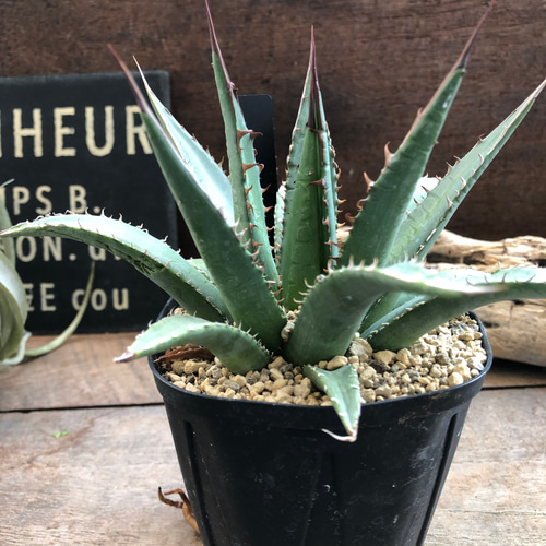 アガベ ホリダ 大株 ペロテンシス セール Amazon.co.jp: 超特大 アガベ ホリダ ペロテンシス 実生苗 地