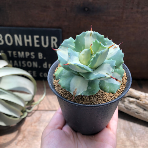 希少♡斑入り♡アガベ♡王妃雷神錦♡多肉植物♡インテリア