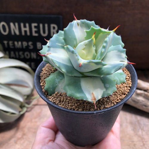 希少♡斑入り♡アガベ♡王妃雷神錦♡多肉植物♡インテリア