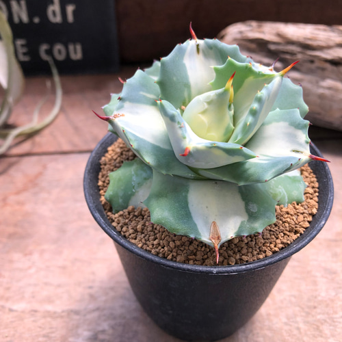 希少♡斑入り♡アガベ♡王妃雷神錦♡多肉植物♡インテリア