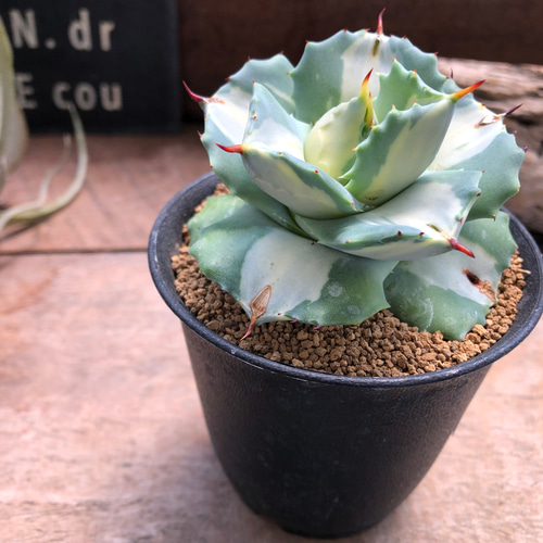希少♡斑入り♡アガベ♡王妃雷神錦♡多肉植物♡インテリア