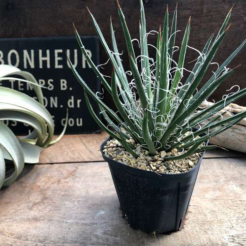 アガベ♡ジェミニフローラ♡多肉植物♡インテリア アートフラワー パリ