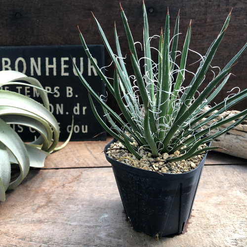 アガベ　ジェミニフローラ覆輪斑 楽天市場】【現品】アガベ ゲミニフローラ 10号鉢植え 高さ50cm