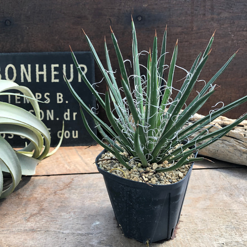 アガベ・ゲミニフローラ｜Agave geminiflora | DESERT INC.