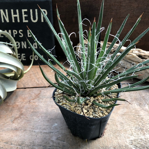 アガベ　ジェミニフローラ覆輪斑 アガベ♡ジェミニフローラ♡多肉植物♡インテリア アートフラワー パリ