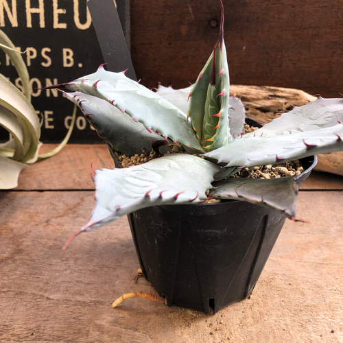 アガベ　シュリベイマタペンシス　鉢付き アガベ シュリベイマタペンシス 鉢付き アガベ♡シュリベイ