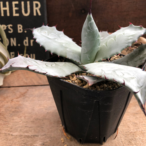 アガベ♡シュリベイ・マタペンシス♡インテリア♡多肉植物 アート