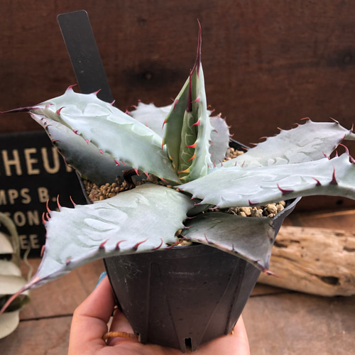 アガベ♡シュリベイ・マタペンシス♡インテリア♡多肉植物 アート
