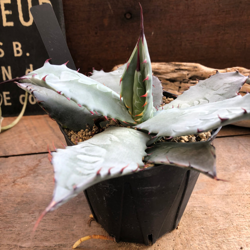 アガベ♡シュリベイ・マタペンシス♡インテリア♡多肉植物 アート